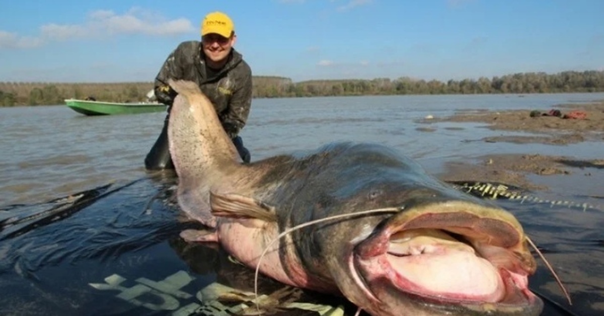 Сом на Волге – самая крупная рыба этой реки