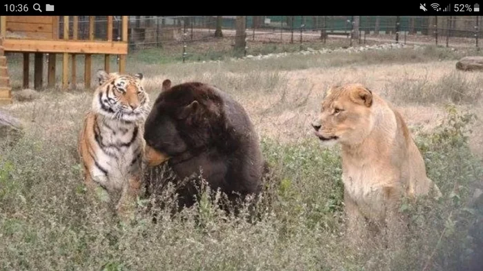 The amazing story of how a bear, a lion and a tiger lived together for 15 years - Animals, Animal shelter, friendship, Longpost, Tiger, a lion, The Bears