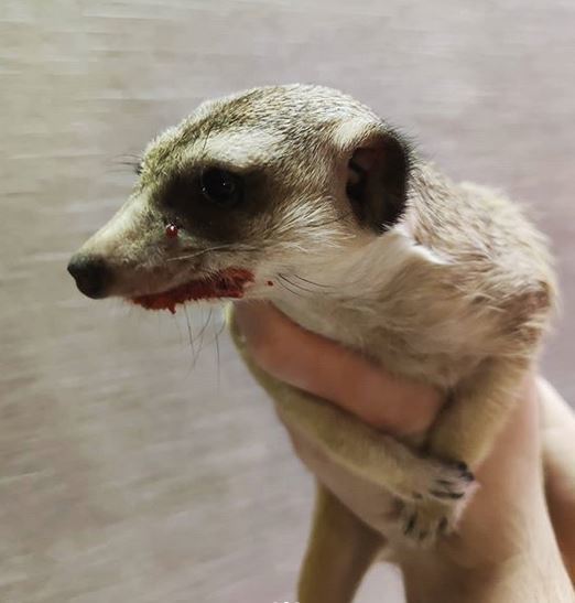 Meerkat Sweetie (Sweetiestarx) part 2 - diet - My, Meerkat, Pets, Wild animals, Pet, Animal Rescue, Milota, Story, Longpost