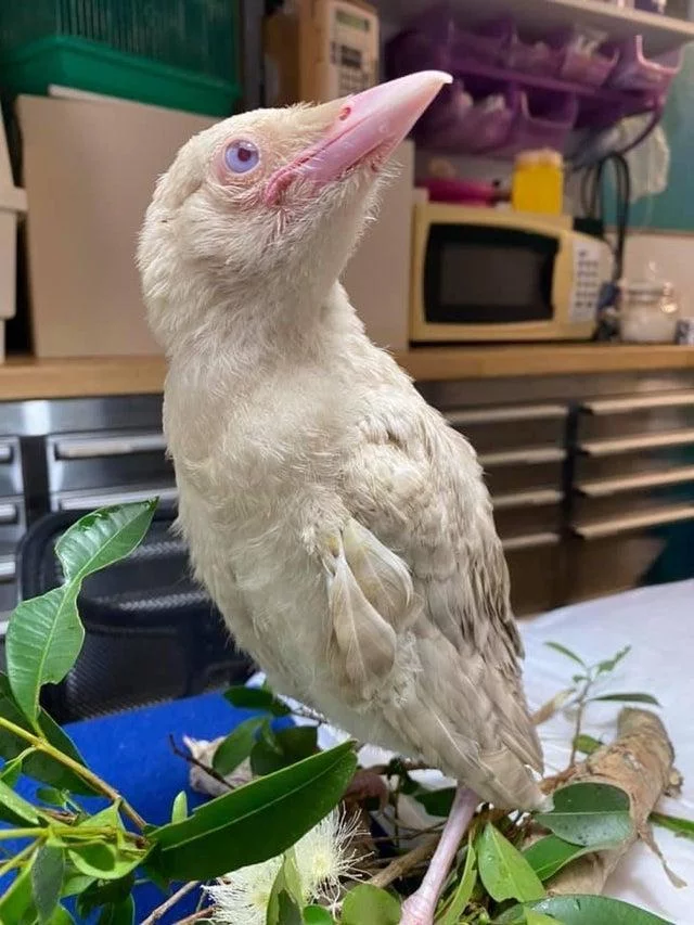 White crow - White crow, Albino, Birds, Crow