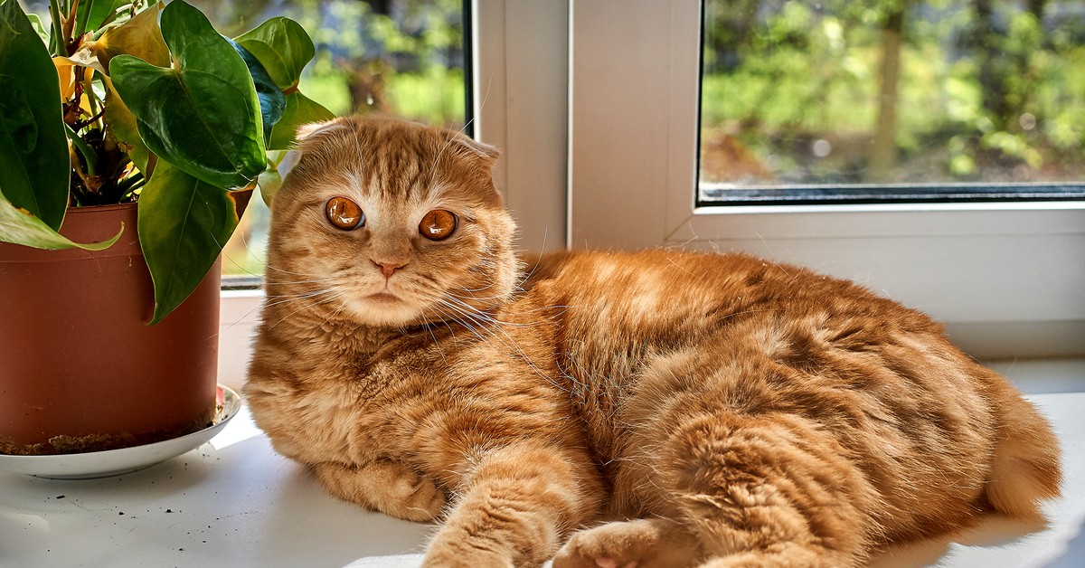 Коричневый шотландский вислоухий
