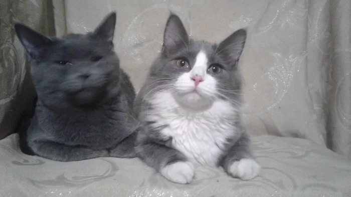 Thanks post - My, cat, Kittens, Help, Gratitude, Thank you