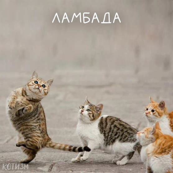 A short educational program on dancing from cats - cat, Dancing, Milota, Longpost