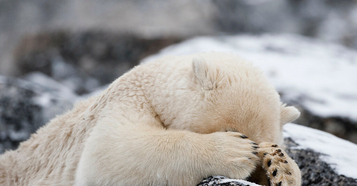 белый медведь берлога белой медведицы. белый мишка в спячке. берлоги белые медведи арктика. спящий белый медведь. полярный медведь спячка.