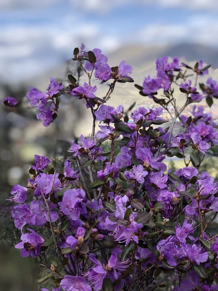 Flowering maralnika in the Altai Mountains - My, Altai, Maralnik, beauty, The mountains, Longpost, Altai Republic
