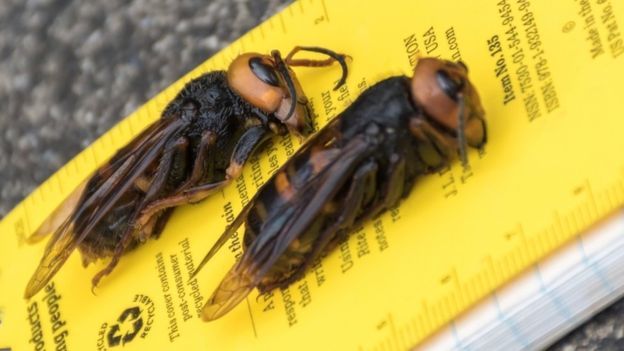 An invasion of giant murder hornets has begun in the United States. - Hornet, Killer, Bees, Video, Longpost, Insects, news