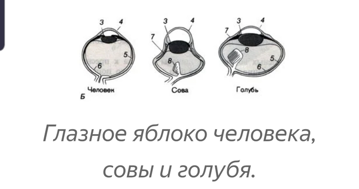 Зачем совам кости вокруг глаз? Книга животных, Сова, Череп, Голова, Строение, Видео, Длиннопост