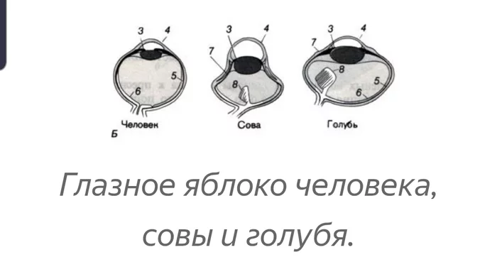 Зачем совам кости вокруг глаз? Книга животных, Сова, Череп, Голова, Строение, Видео, Длиннопост