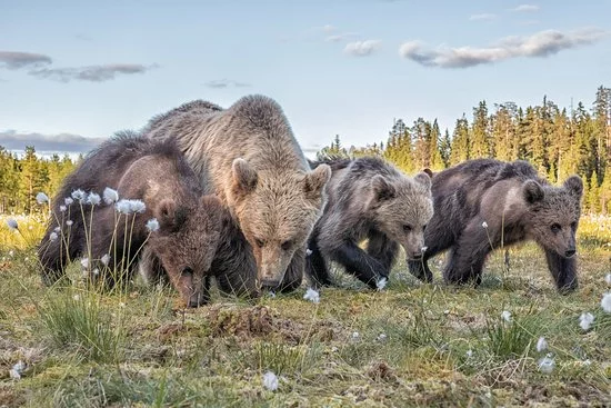 The last autumn grass... - The Bears, Brown bears, Spring, Grass, Walk, Wild animals, wildlife, From the network