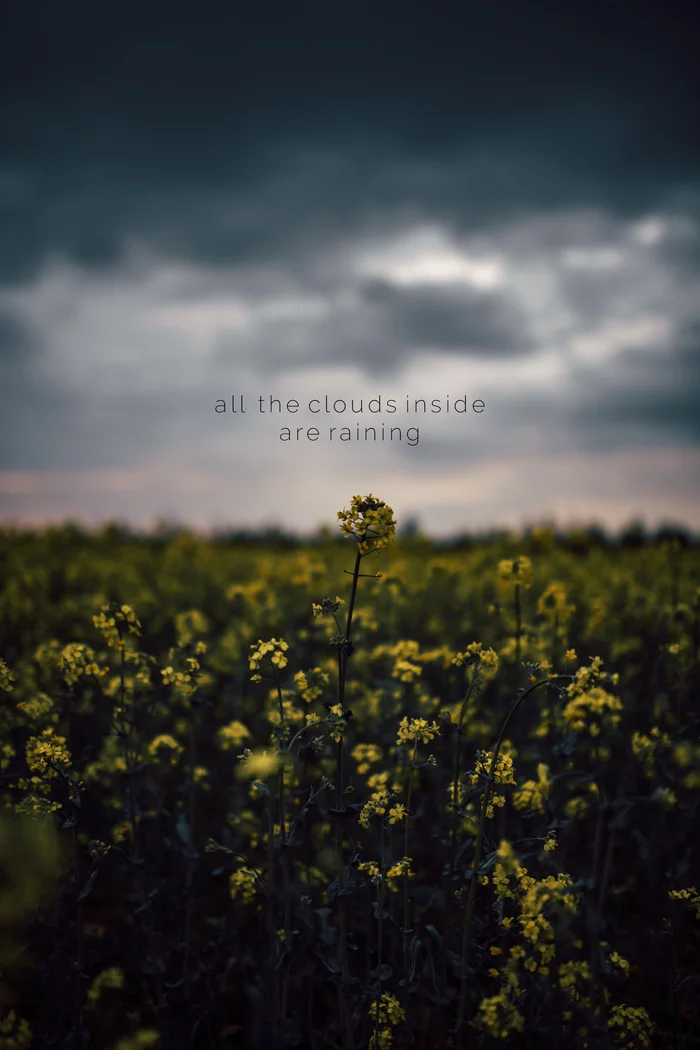 Flower field - Rain, Clouds, Atmospheric, Longpost, The photo, Nature, Field, Flowers, My
