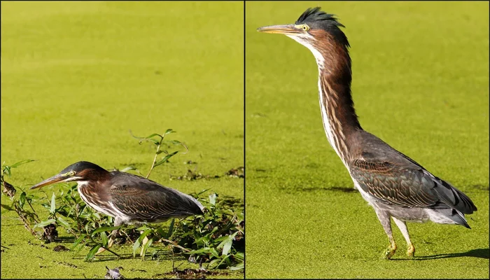 Green night heron and its amazing neck - Kwakwa, Heron, Birds, GIF