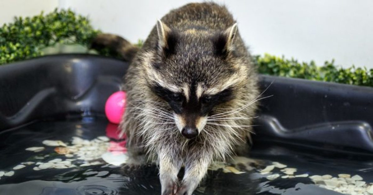 Енот полоскун почему так называется. Енот полоскун почему так называется. Американский енот полоскун. Почему енот полоскун. Енот-полоскун енотовые.