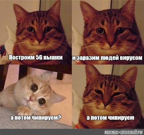 And then we chip! - Memes, cat, Coronavirus, Milota, Chipping, 5g, Understanding cat