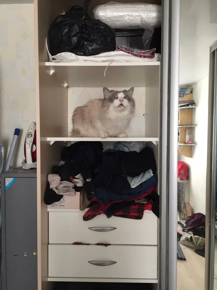 Where the tidy is, there is a cat - My, cat, Cleaning, Closet, Longpost