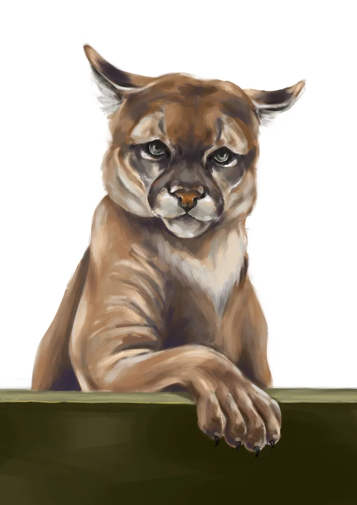Puma - My, Digital drawing, Graphics, Animals, Puma, Digital, Art, Sketch