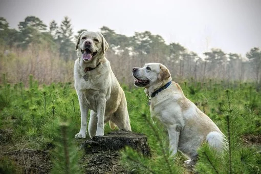 Interesting facts about Labradors - Labrador, Facts, Dog