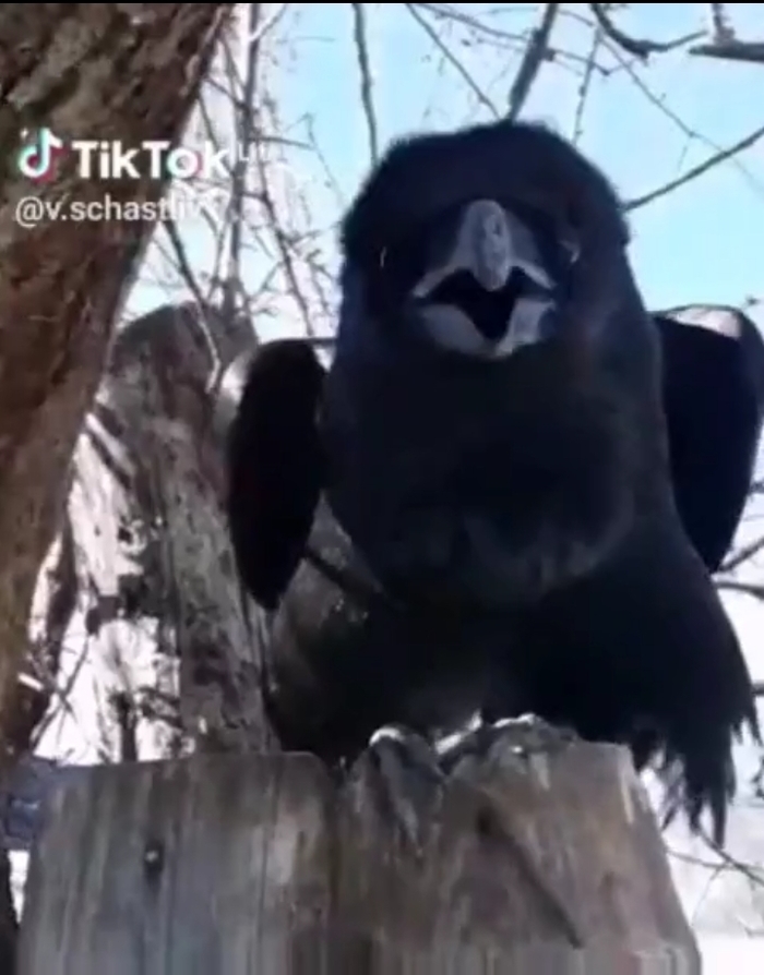 Ворон Валюша2