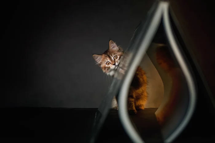 Кошка Флешка... - Кот, Фотография, Моё