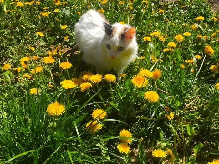 Walk - The photo, cat, May, Dandelion, Flowers