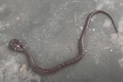 Snake discovered with heads fighting for food - India, Two heads, Snake