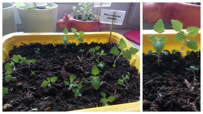 Reply to the post “What is this growing on me?” - My, Gardening, Nettle, Seedling, Vegetable garden on the windowsill, Greenery on the windowsill, Reply to post