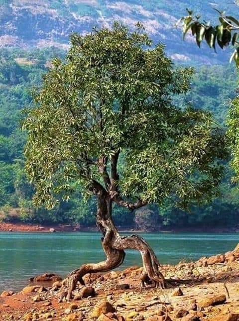 The tree is creeping - Tree, The photo