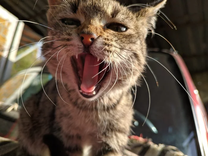 Щас спою! - Моё, Кот, Зевота, Фотография