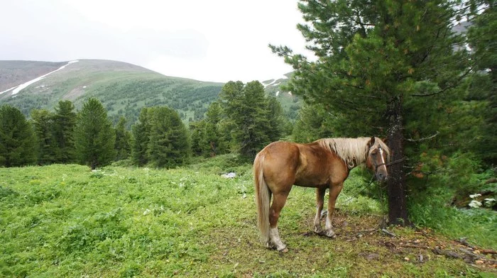 Altai is waiting and the horses are waiting - My, Life stories, Author's story, Author's stories, Altai Republic, Mountain Altai, Horses, Hike, Longpost