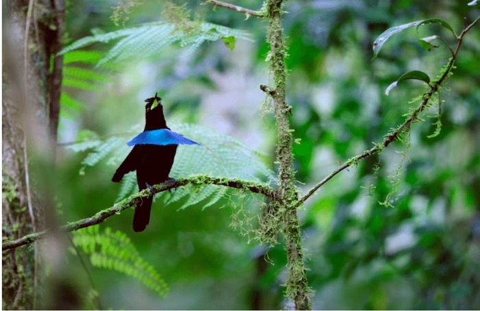 Удивительная редкая птица, чьи перья поглощают 99,95% света Орнитология, Райские птицы, Видео, Длиннопост