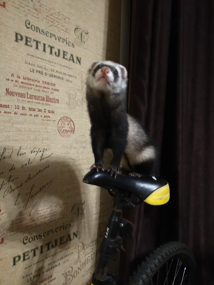 My heart will go on - My, Ferret, Titanic