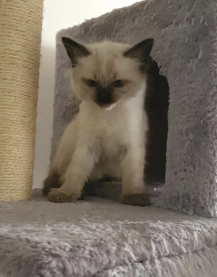 New friend - My, Kittens, Siamese cat, Longpost