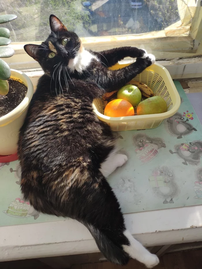 Girl with a basket of fruits - My, The photo, Good morning, cat