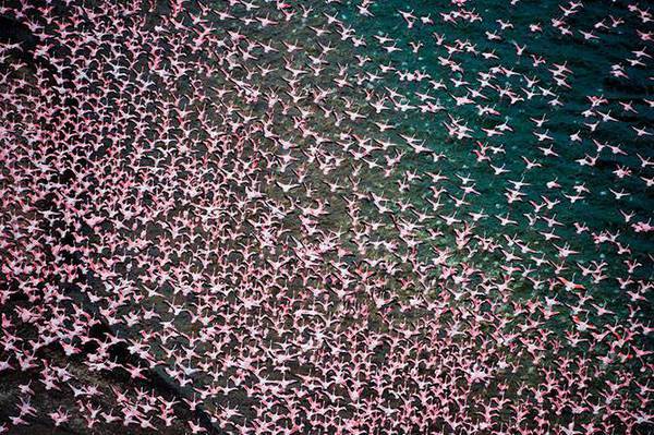 Pink Coast - Flamingo, Birds, beauty, Nature, wildlife, Reportage, From the network, Longpost