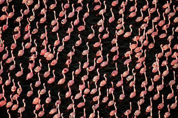 Pink Coast - Flamingo, Birds, beauty, Nature, wildlife, Reportage, From the network, Longpost