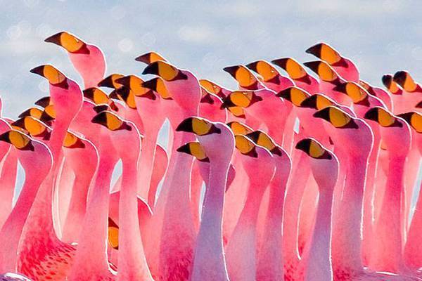 Pink Coast - Flamingo, Birds, beauty, Nature, wildlife, Reportage, From the network, Longpost