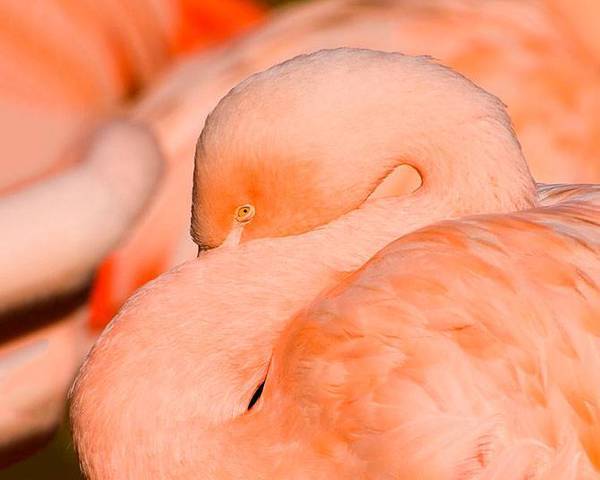 Pink Coast - Flamingo, Birds, beauty, Nature, wildlife, Reportage, From the network, Longpost