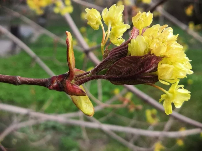 Awakening - My, Spring, Tree, The Awakening of Nature, Bloom