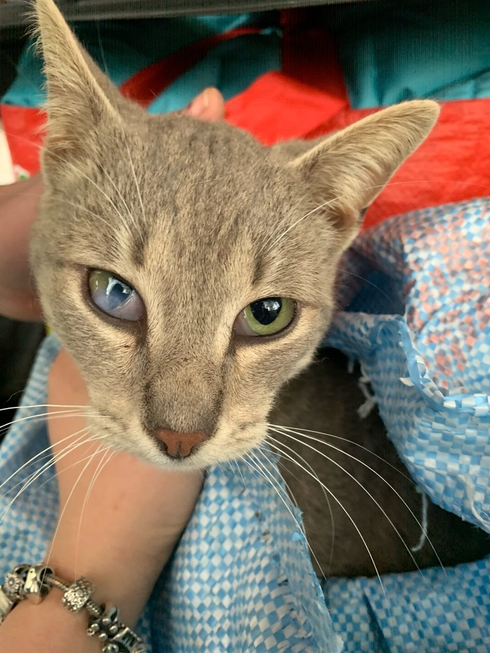 КОТОВ ЗАВЯЗАЛИ В МЕШКИ Кот, В добрые руки, Помощь, Москва, Сила Пикабу, Видео, Длиннопост