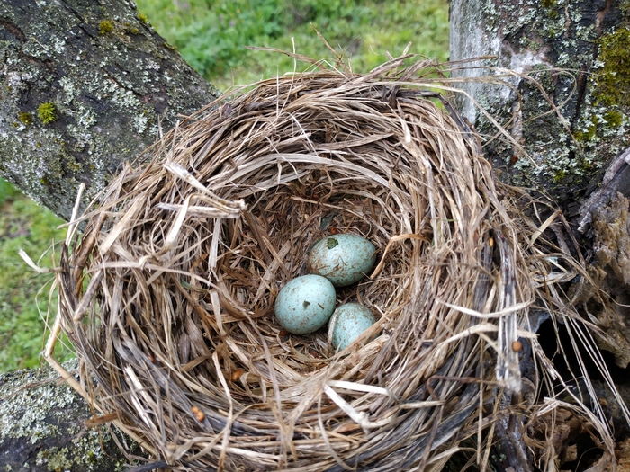 ������ ��������