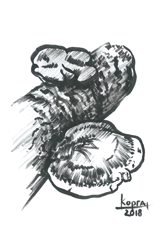 Quick sketch of tinder fungus on a tree trunk - My, Drawing, Painting, Mushrooms, Nature, Marker, Graphics, Tree, Sketch, Longpost