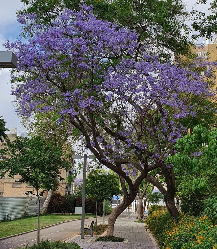 Jacaranda or violet tree - My, Israel, JACARANDA, Tree