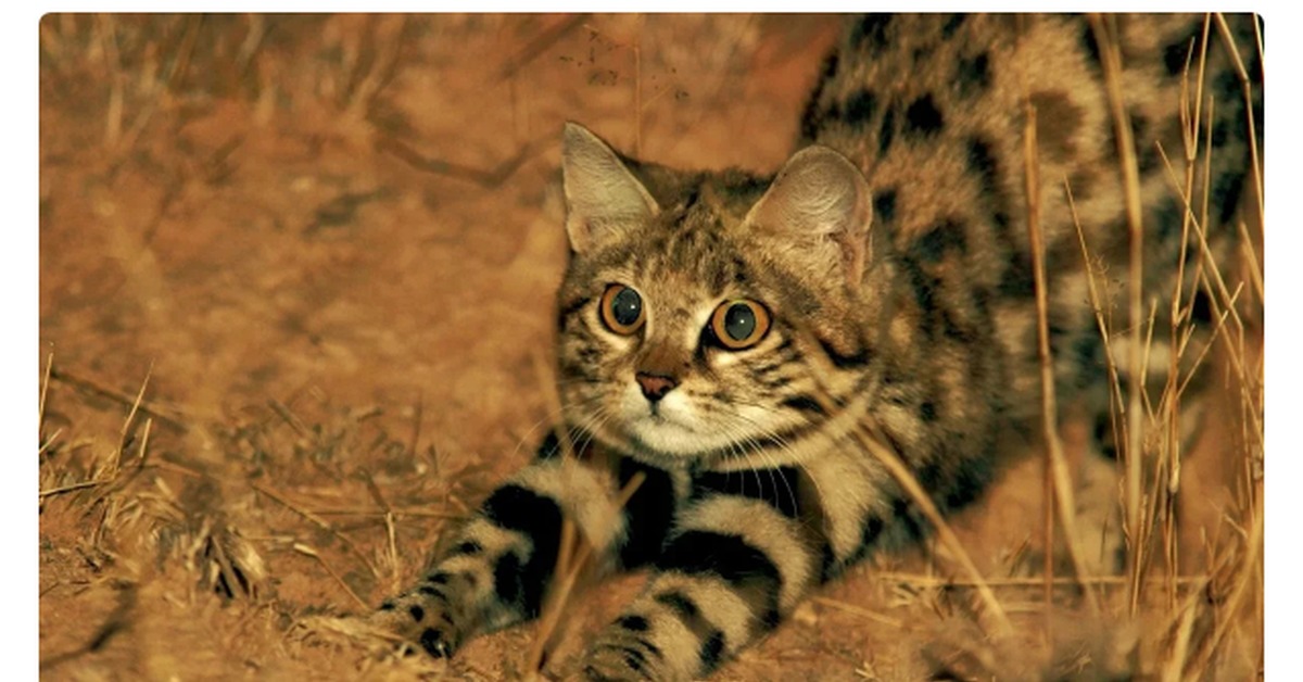 мали кот. черноногая кошка. черноногая кошка муравьиный тигр. мали кот. мали кот.