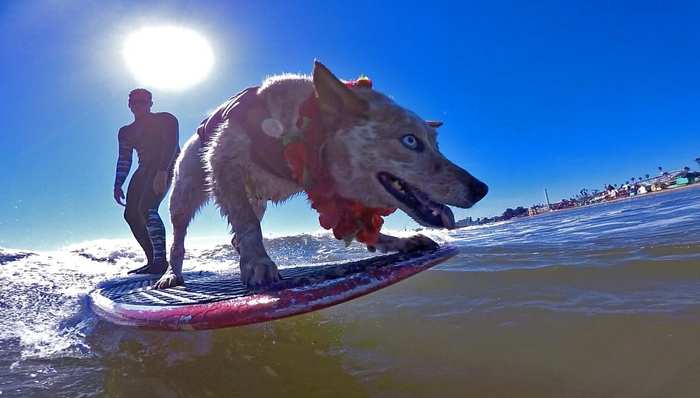 Animal News , ,  , , , ,  , 