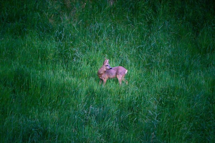 Пост памяти. Пол часа увидел из окна косулю, побежал снимать - тут услышал лай другой косули, моя побежала к той, и тут выстрел