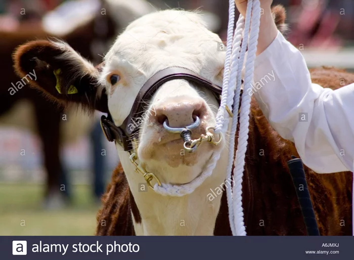 Что это за штука - 93 Перевел сам, Reddit, WhatIsThisThing, Видео, Длиннопост