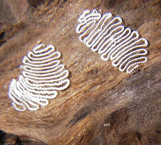 Что это за штука - 93 Перевел сам, Reddit, WhatIsThisThing, Видео, Длиннопост