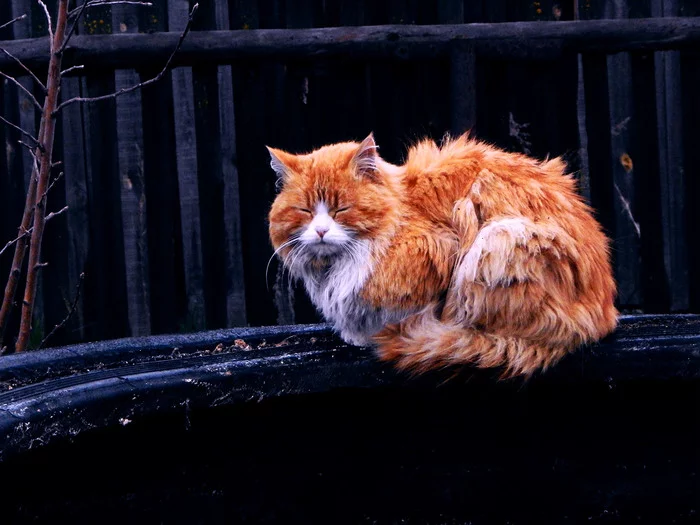 Cat and dog - My, cat, Dog, Village, Nikon