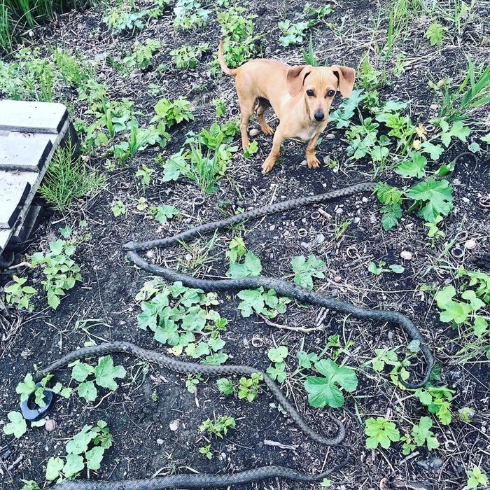 Пёс притащил 0_О