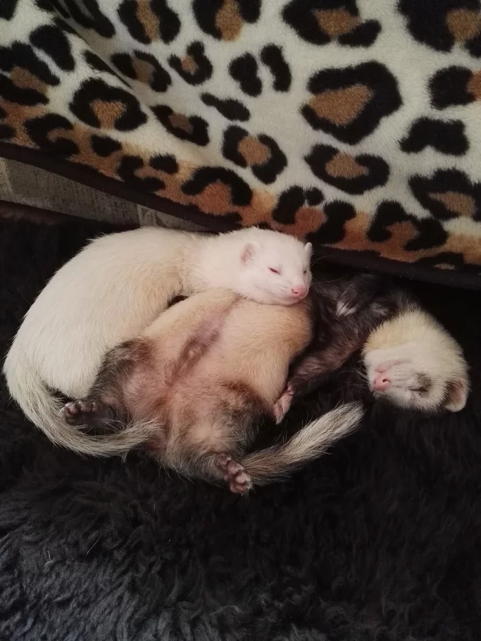 Warm brotherly hugs - Ferret, Milota, Hug Day, Animals, Pets, Pet, Longpost