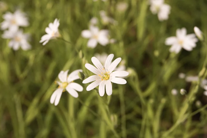 Spring - My, Spring, Nature, Longpost